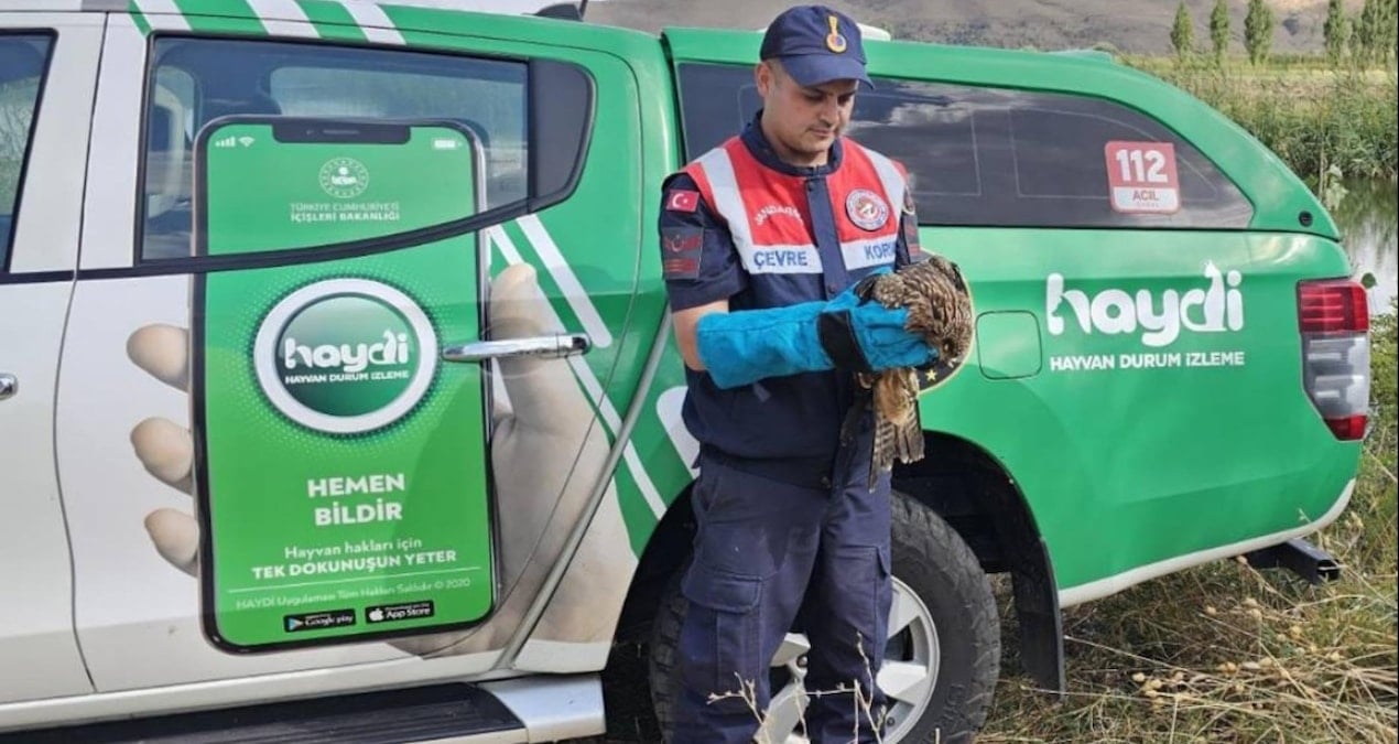 musta yarali kartal tedavi altina alindi aSFVSyiM