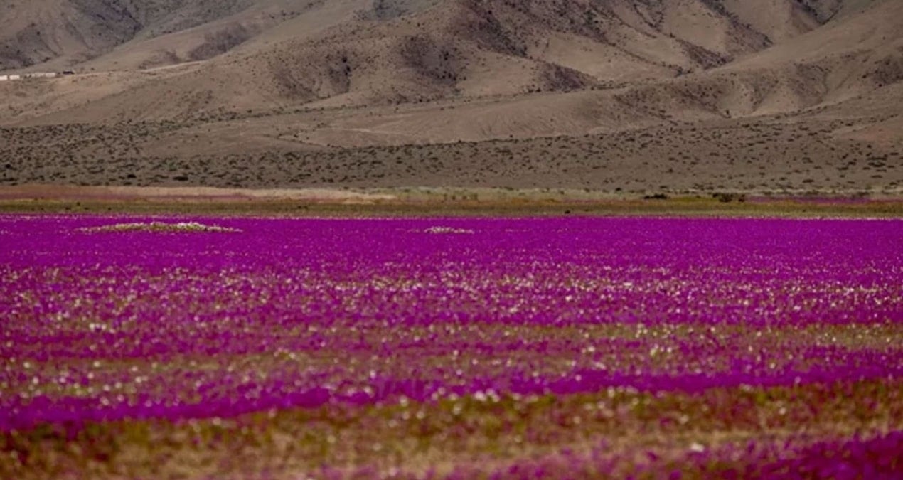dunyanin en kurak colu cicek tarlasina dondu gormek icin akin ettiler OE3kNXK4