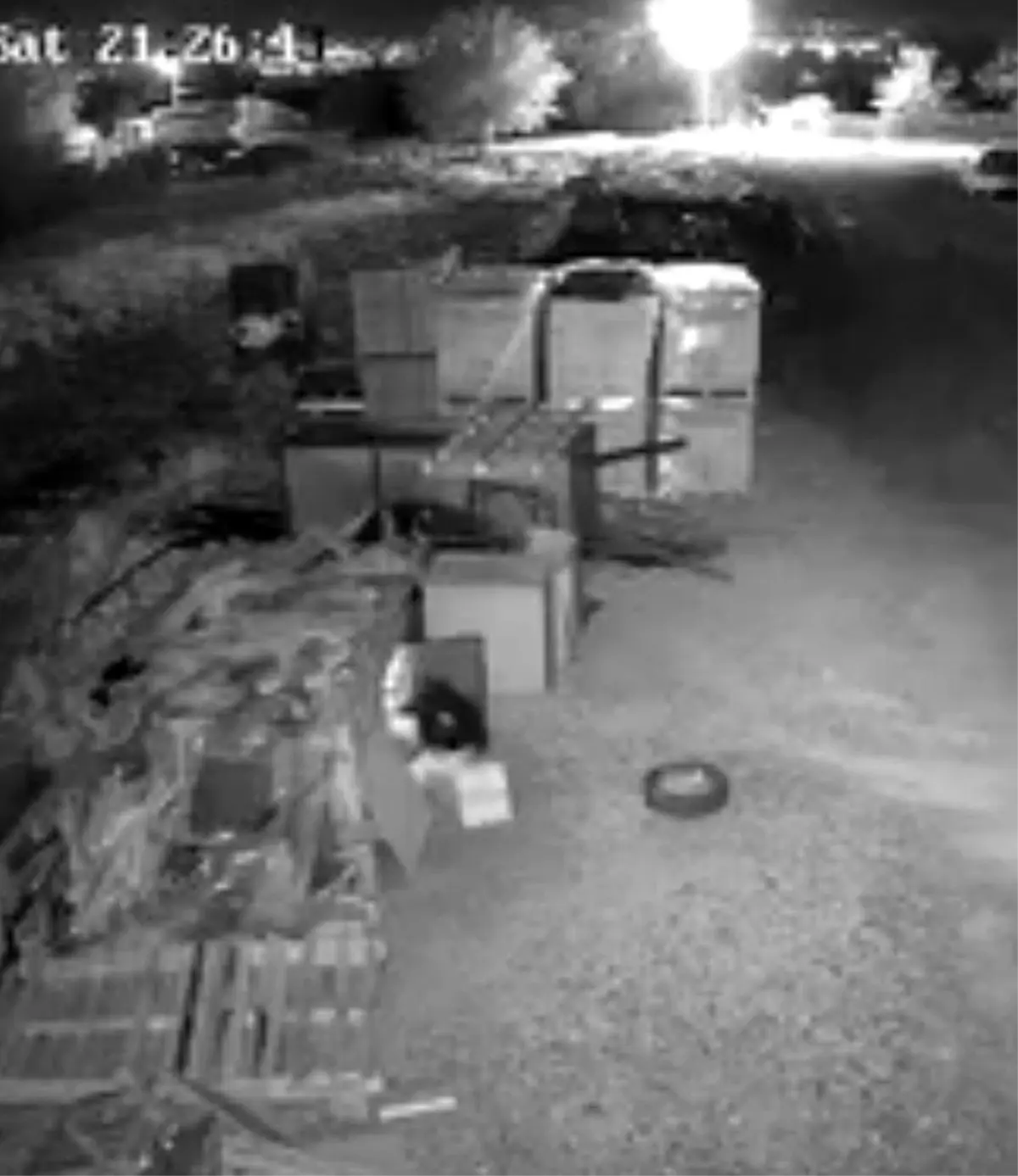 elazigda guvercin hirsizligi guvenlik kamerasinda GGnnQIBs.jpg