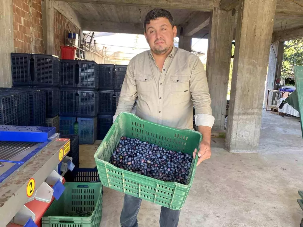 manisada 2025 zeytin hasadi basladi kalite ve fiyatlar ureticiyi sevindiriyor JOhvnf2m.jpg