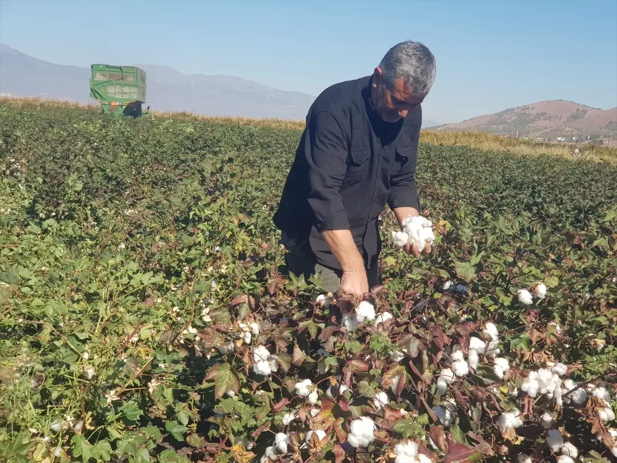 gaziantepte pamuk hasadi basladi N4SmtW3t.jpg