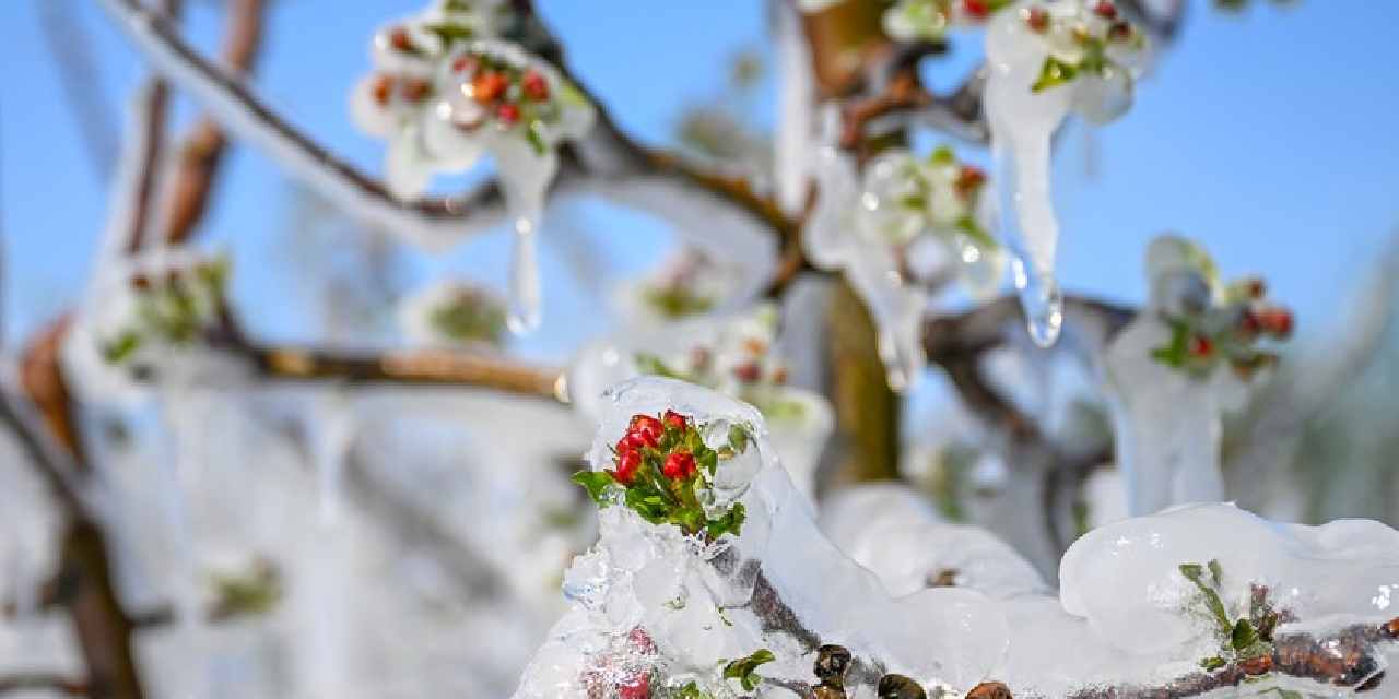 Ankara Valiliği’nden Zirai Don Uyarısı: Önlemlerinizi Alın