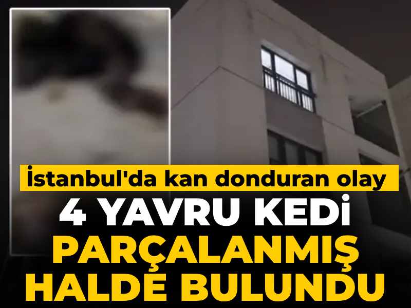 İstanbul’da Şok Edici Olay! 4 Yavru Kedi Trajik Bir Şekilde Bulundu