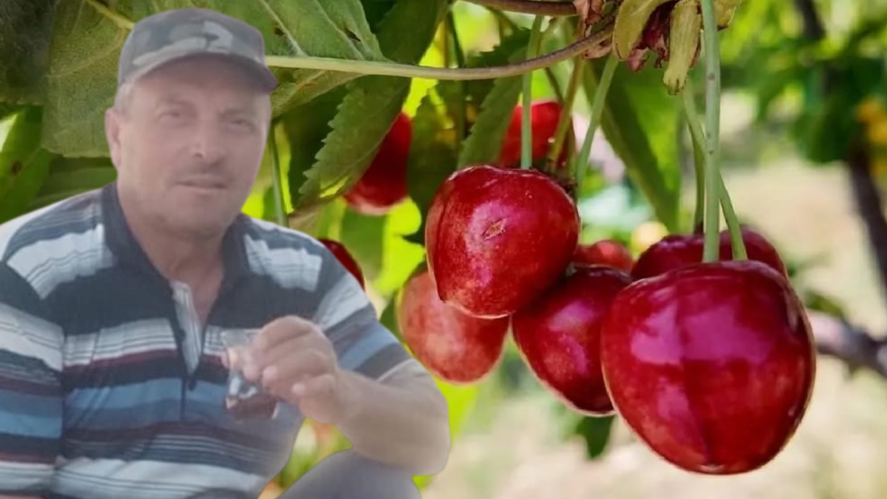 Dalindan kopardiklari kiraz sonlari oldu pes pese can verdiler Cr4meP66